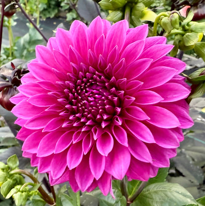 Bloomquist Ruby - Tuber