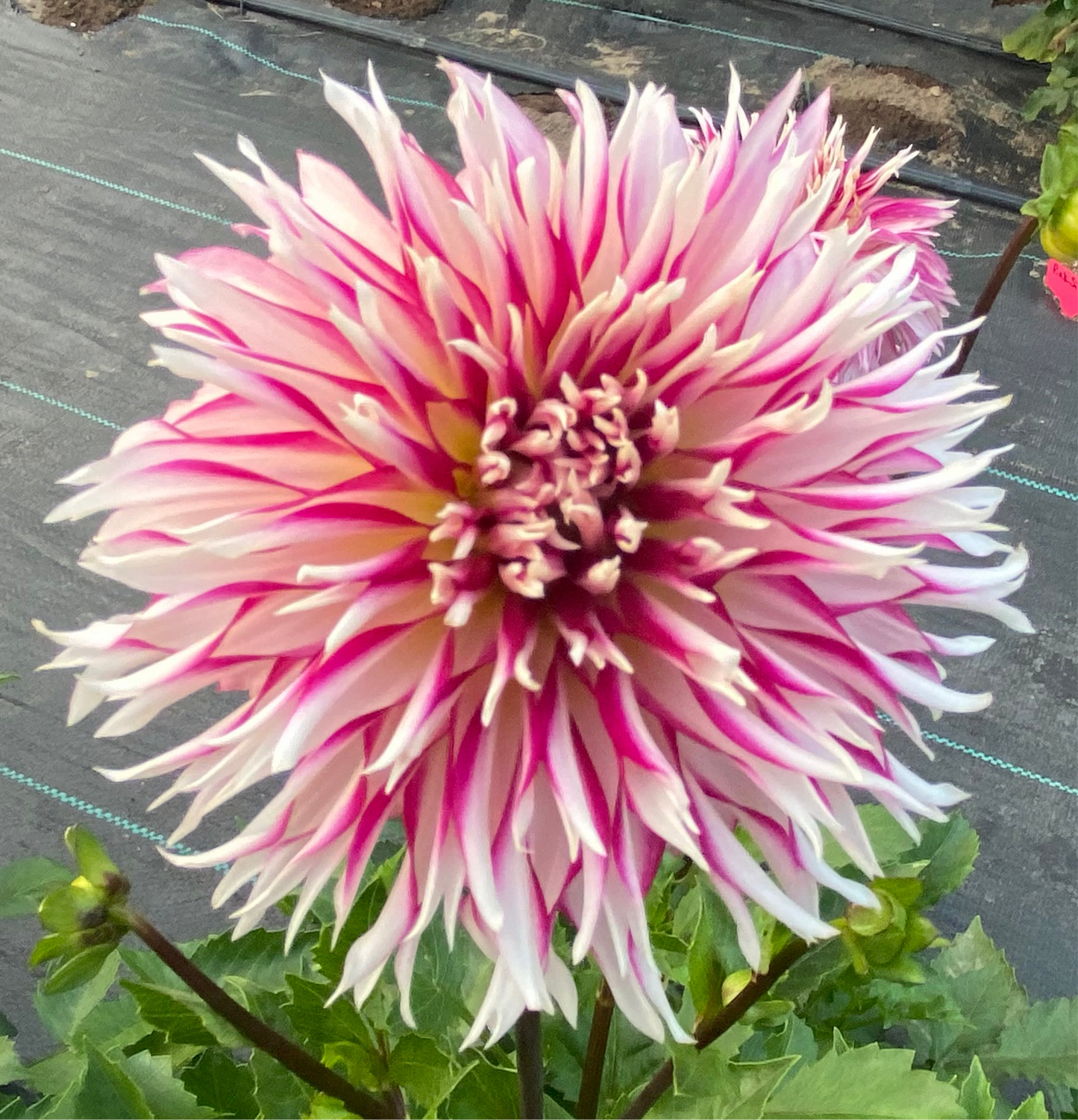 Tahoma Tempest - Tuber