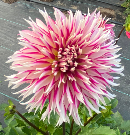 Tahoma Tempest - Tuber