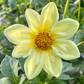 Clair de Lune (Heirloom) - Tuber
