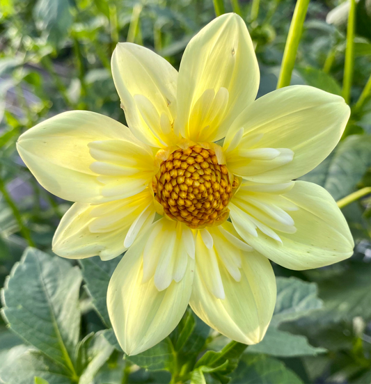 Clair de Lune (Heirloom) - Tuber