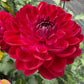 Sandia Bertha - Tuber