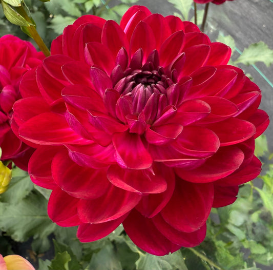 Sandia Bertha - Tuber