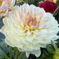 Hollyhill Lilibet - Tuber