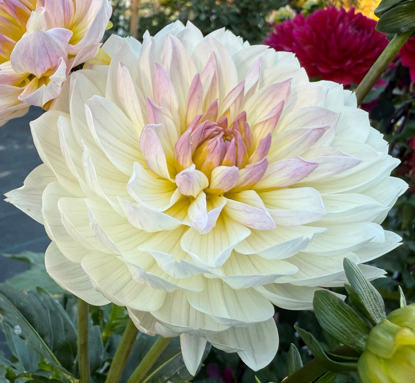 Hollyhill Lilibet - Tuber