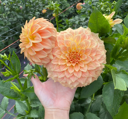 Bracken Sarah - Tuber