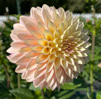 Bloomquist Blush - Tuber