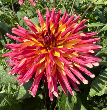 River’s Novelty - Tuber