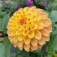 Clearview Butterscotch - Tuber