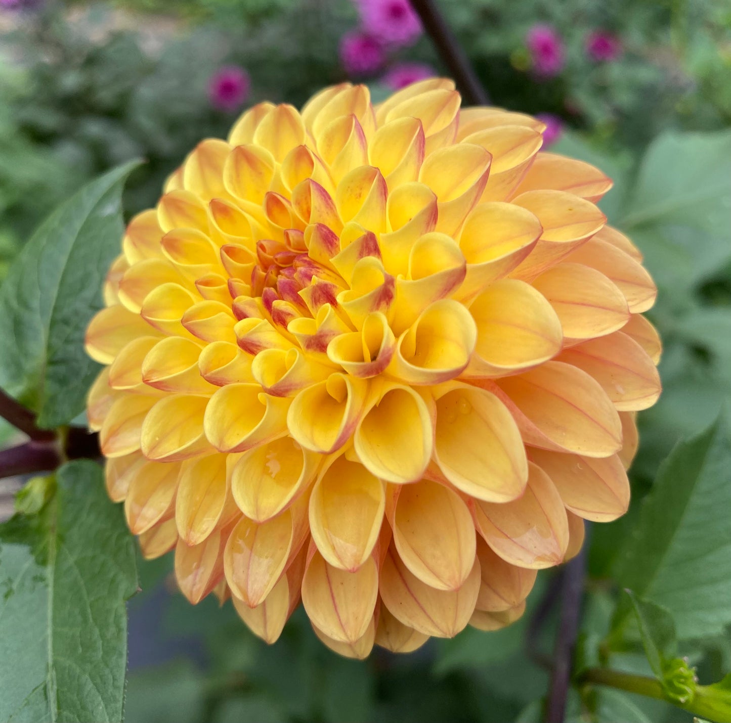 Clearview Butterscotch - Tuber