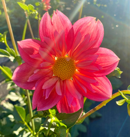 Bloomquist Simple - Tuber