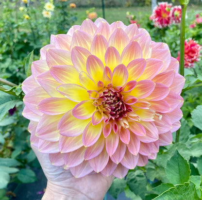 Bloomquist Jerry - Tuber