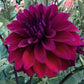River’s Cleopatra - Tuber