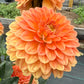 Amber Crystal (Euro Variety)- Tuber