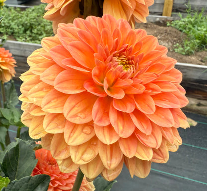 Amber Crystal (Euro Variety)- Tuber