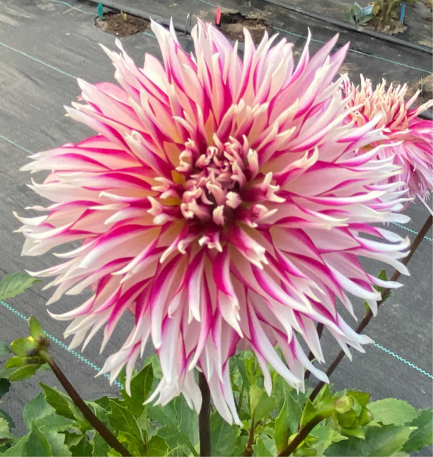 Tahoma Tempest - Tuber