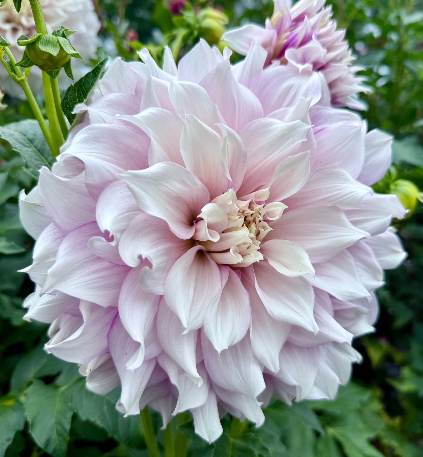 Allen’s Imagination - Tuber