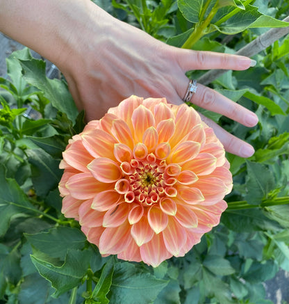Bracken Palomino - Tuber