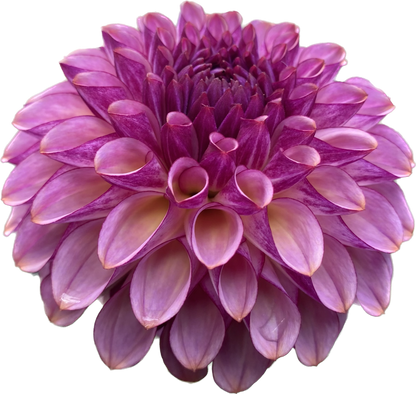 Ferncliff Thunder - Tuber