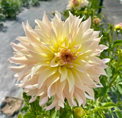 Lakeview Blush - Tuber