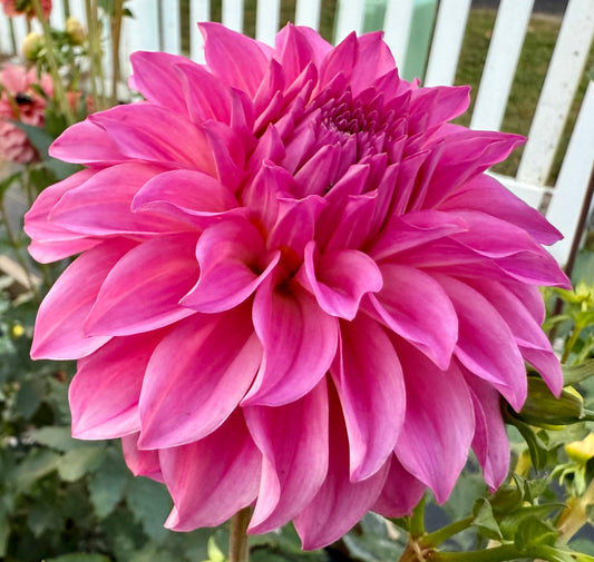 River’s Bubble Gum - Tuber