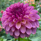 Ferncliff Thunder - Tuber