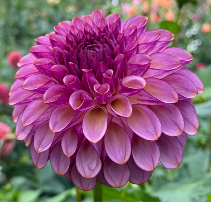 Ferncliff Thunder - Tuber