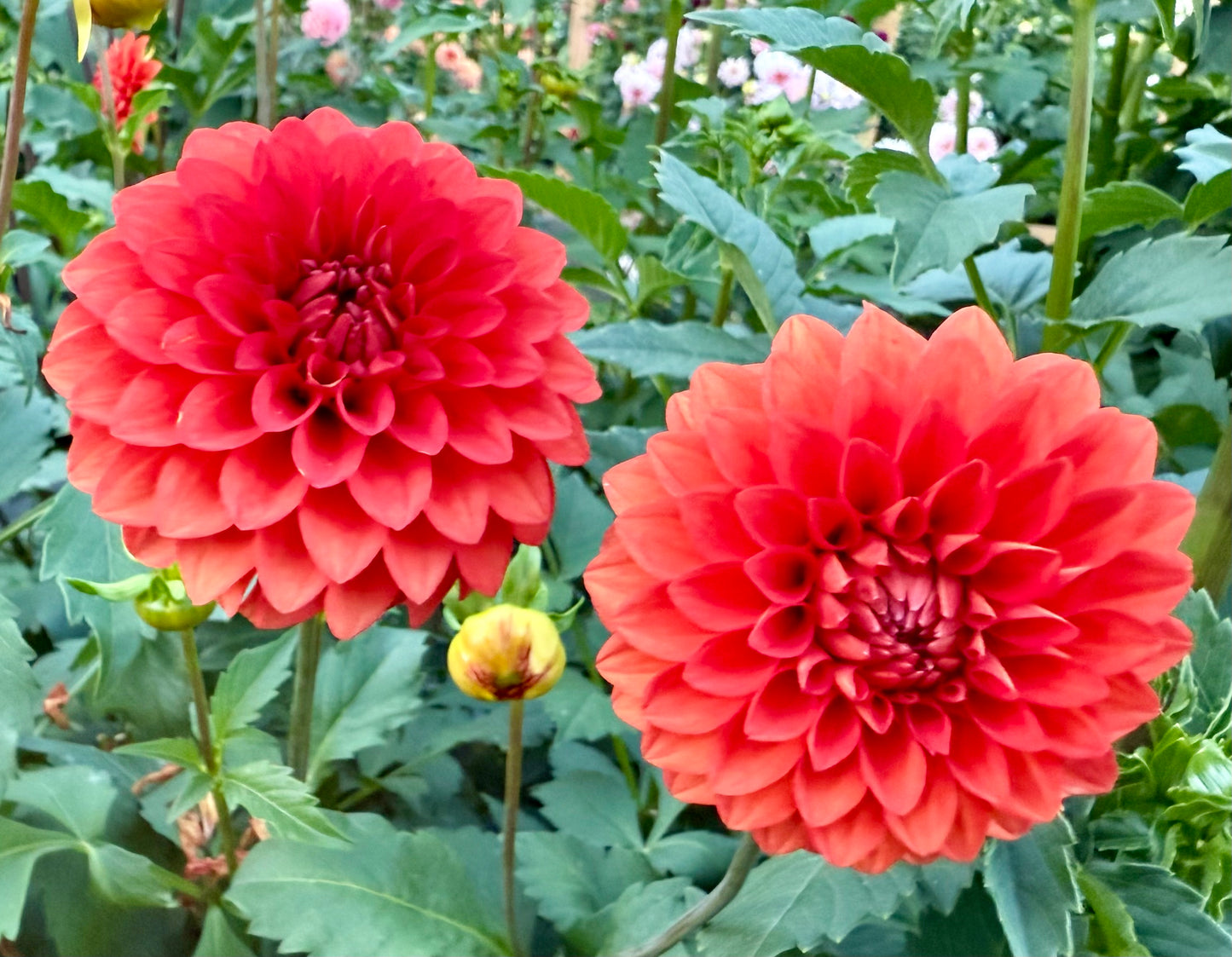 WB’s Molten Lava - Tuber