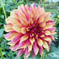 River’s Elizabeth - Tuber