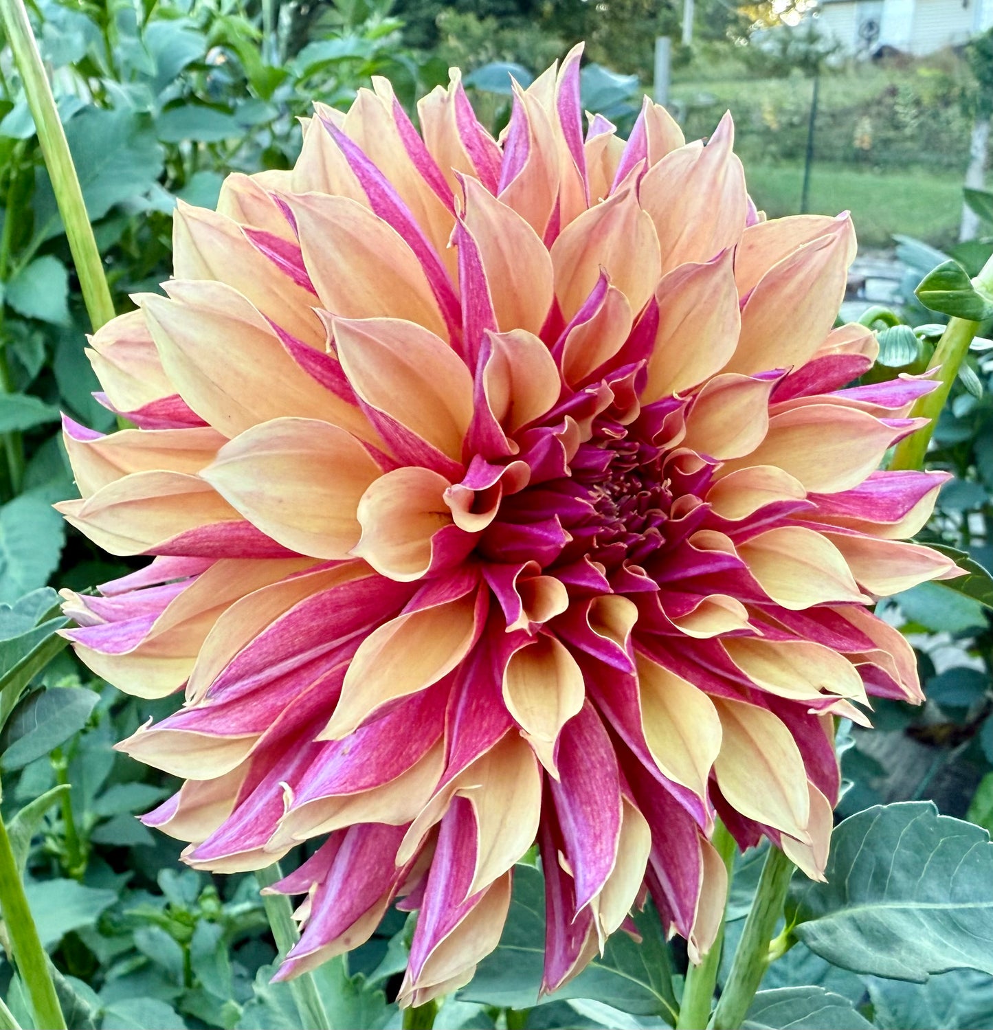 River’s Elizabeth - Tuber