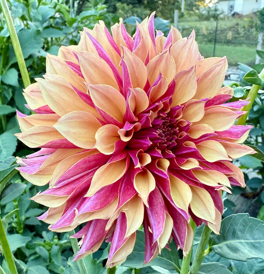 River’s Elizabeth - Tuber