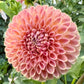 Clearview Peachy - Tuber
