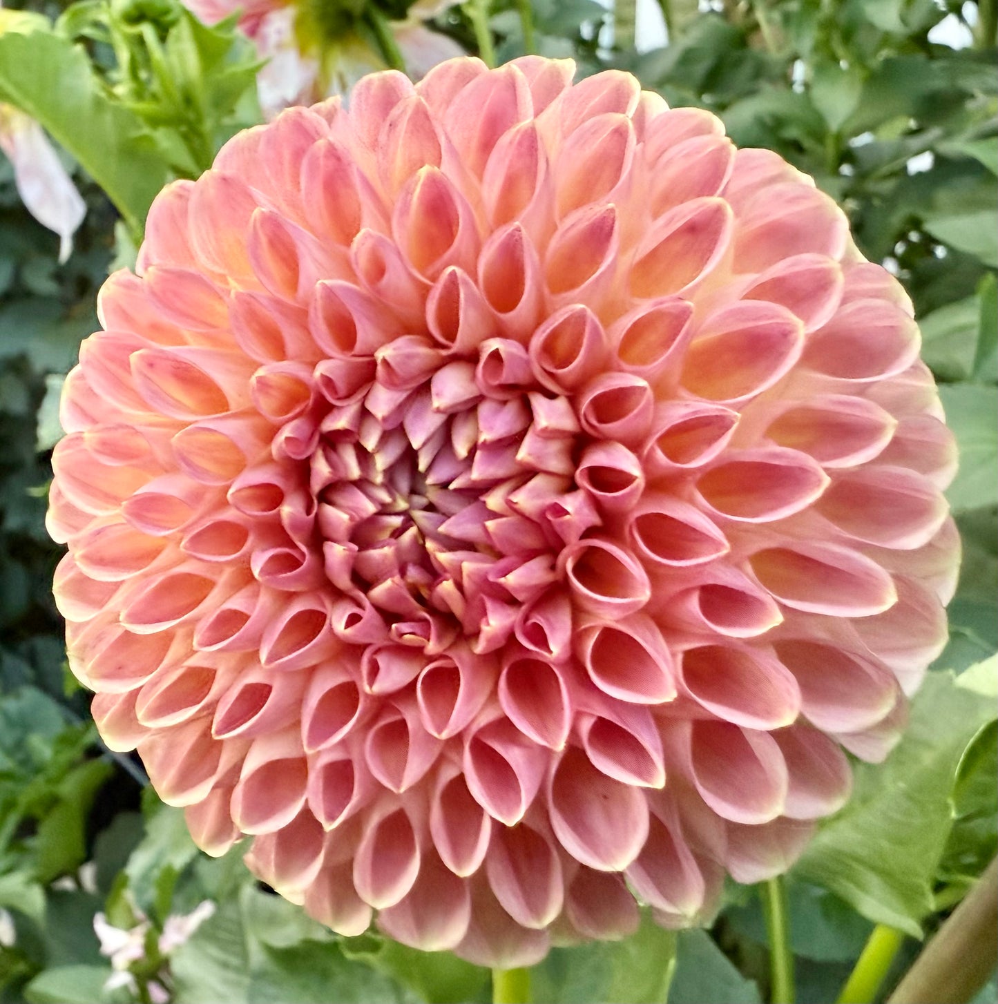 Clearview Peachy - Tuber