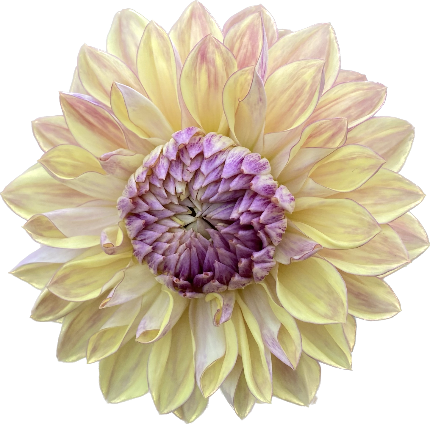 Dusty Beauty (Euro Variety) - Tuber