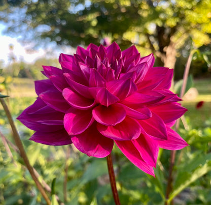 Sandia Nocturne - Tuber