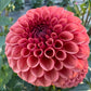Ferncliff Kathleen - Tuber