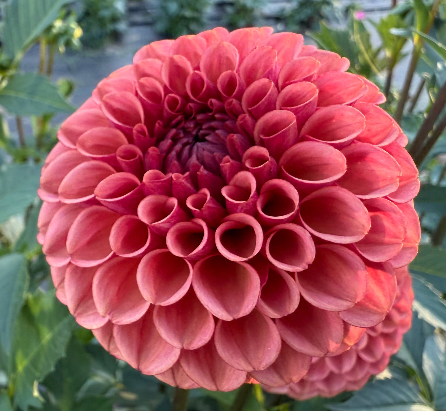 Ferncliff Kathleen - Tuber