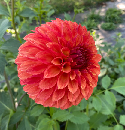 Verrone’s Sandra J - Tuber