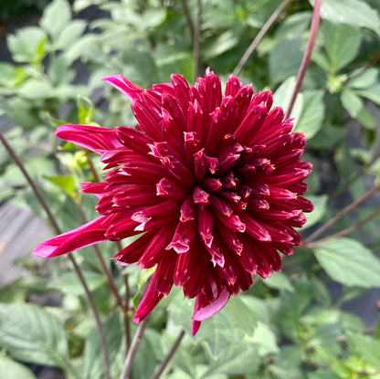 Bloomquist Puff - Tuber