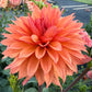 Bloomquist Peach Sorbet - Tuber
