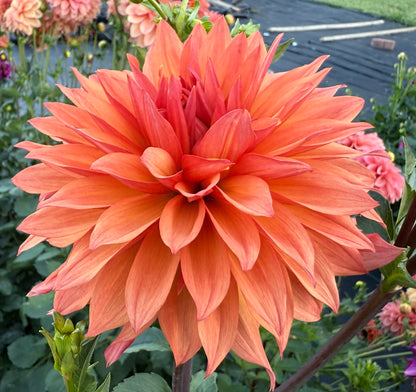 Bloomquist Peach Sorbet - Tuber