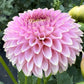 Bloomquist Pink Parfait - Tuber