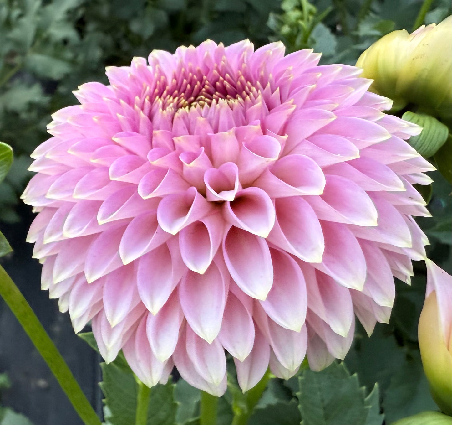 Bloomquist Pink Parfait - Tuber