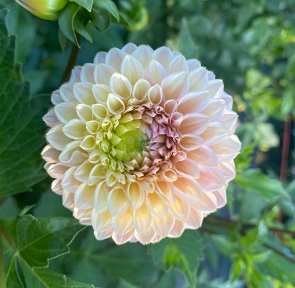 Bracken Rose (US) - Tuber