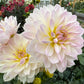 Hollyhill Lilibet - Tuber