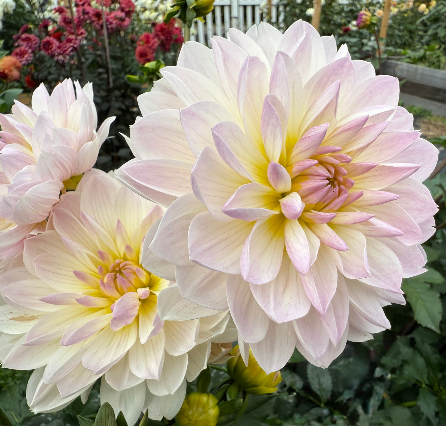 Hollyhill Lilibet - Tuber