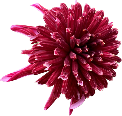 Bloomquist Puff - Tuber