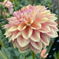 Dusty Beauty (Euro Variety) - Tuber