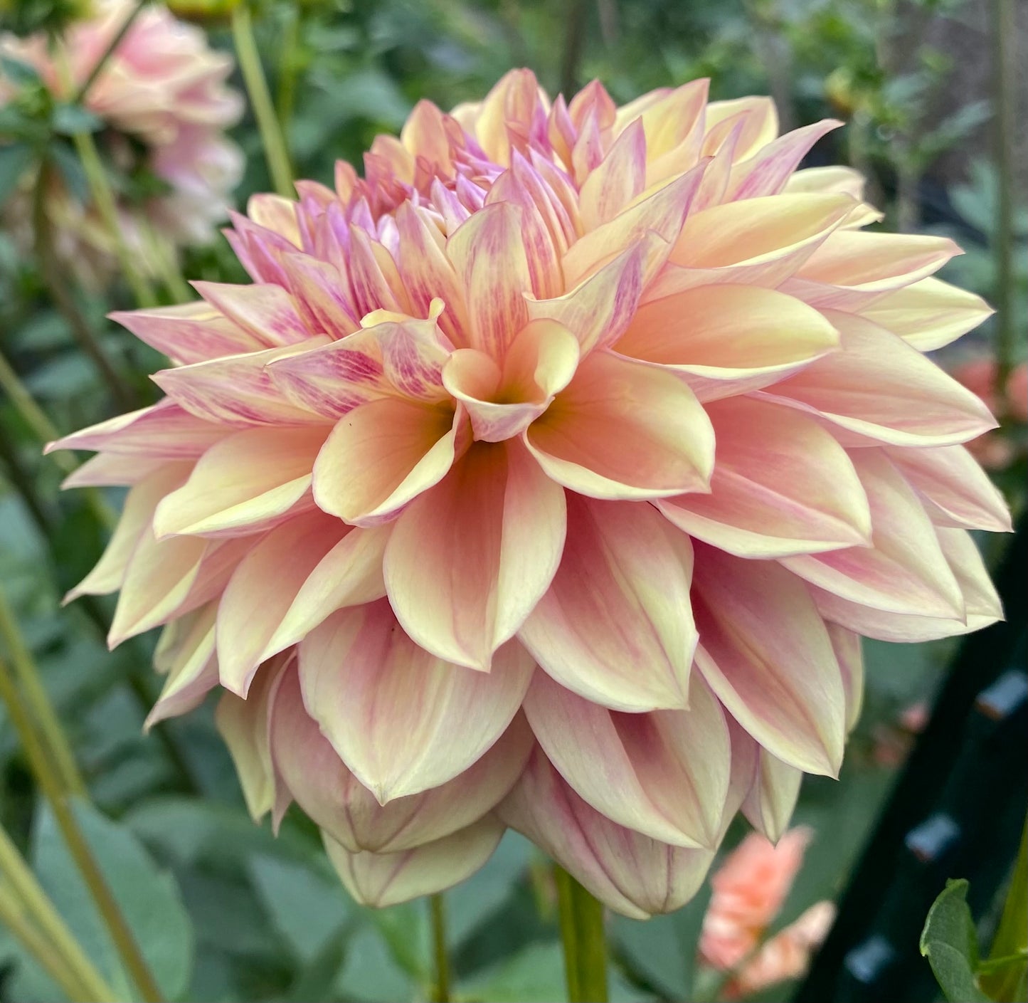 Dusty Beauty (Euro Variety) - Tuber