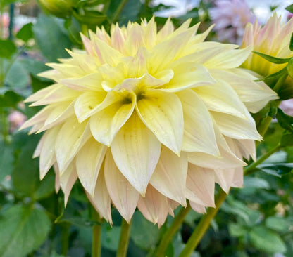 Bloomquist Cream - Tuber